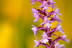 Gymnadenia conopsea - Orchis moucheron - Fragrant orchid