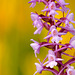 Gymnadenia conopsea - Orchis moucheron - Fragrant orchid