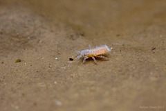 nymph