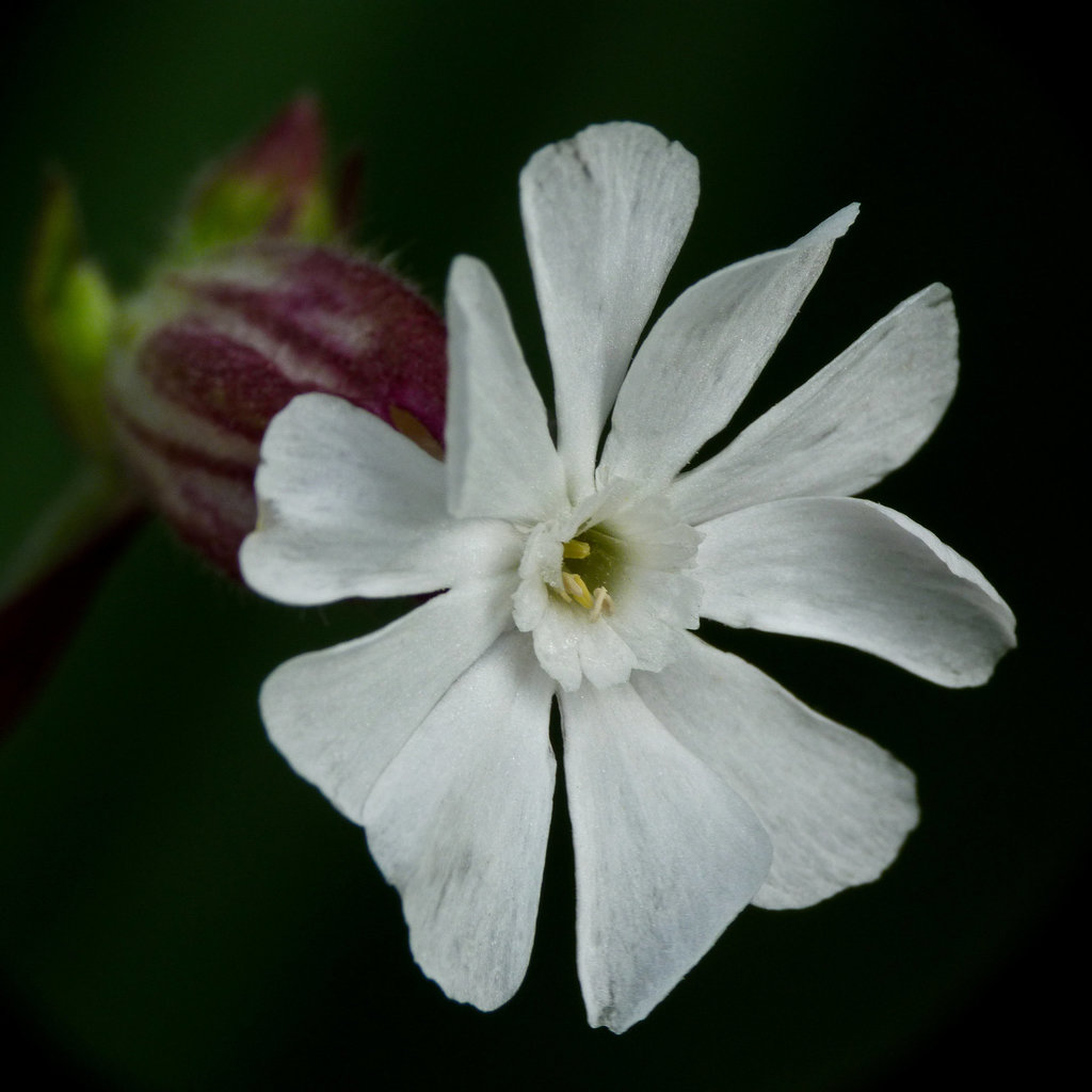 White Campion / Silene pratensis