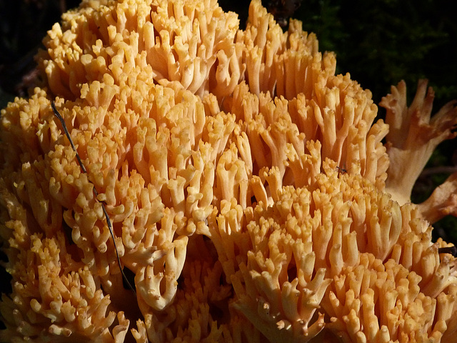 Coral Fungus