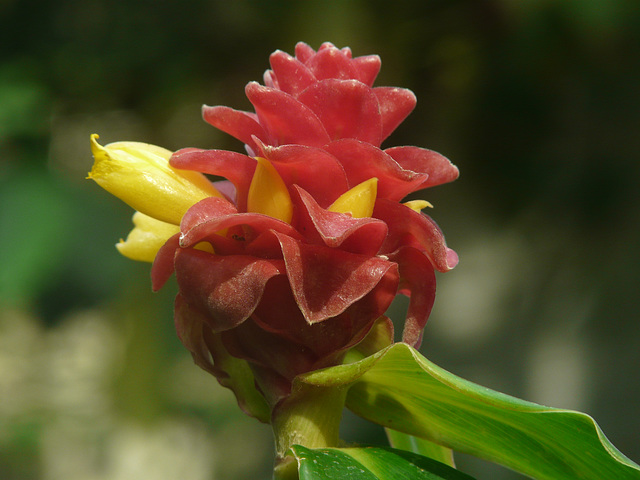 Spiral Ginger