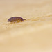 Ceratophysella sp.  (Most likely ID)