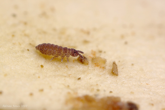 Ceratophysella sp.