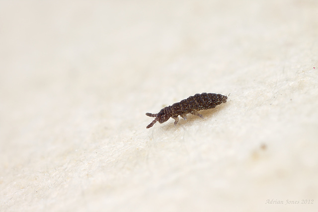 Ceratophysella sp.  (possibly C. bengtssoni)