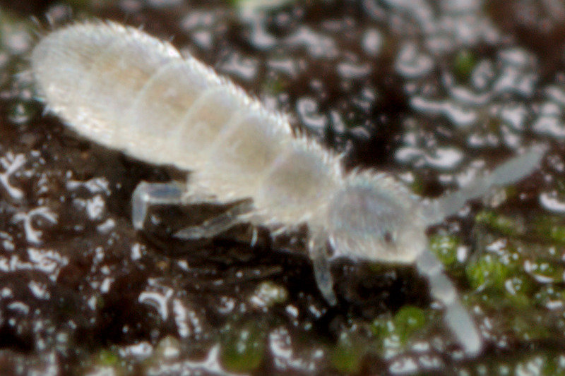 springtail v. heavy crop.