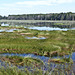 Sandhill Slough
