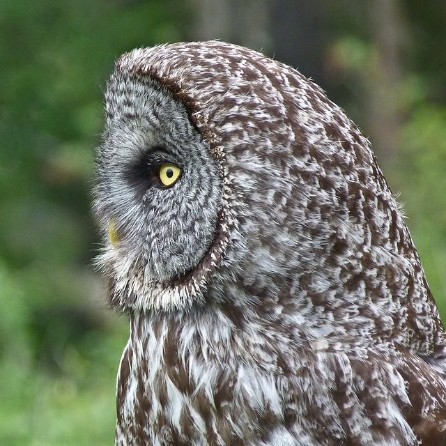 Portrait of a fine bird