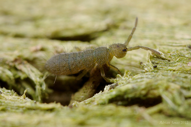 Isotoma viridis