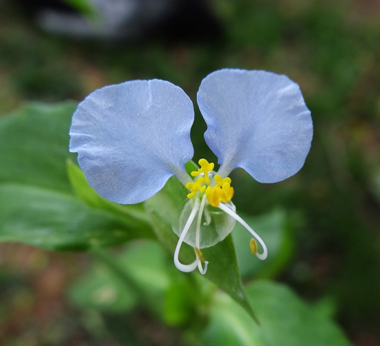 Day Flower