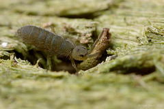 Isotoma viridis