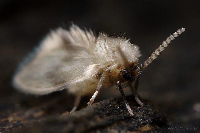 Psychoda sp. (Moth Fly)