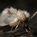 Psychoda sp. (Moth Fly)