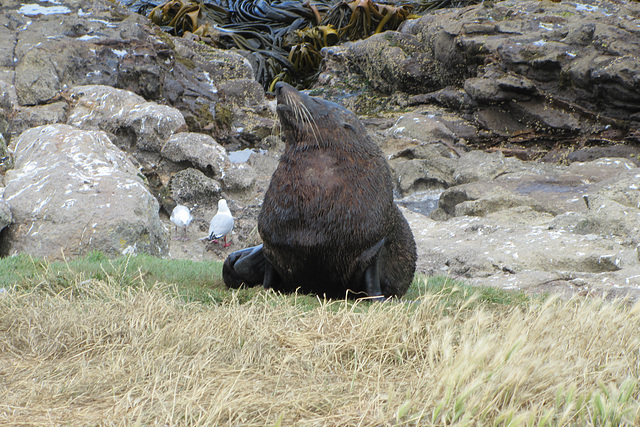 Dunedin, NZ, 19 Jan 2012