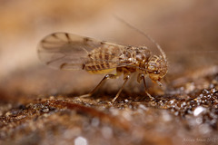 Barkfly