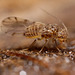 Barkfly