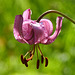 Backlit Lily