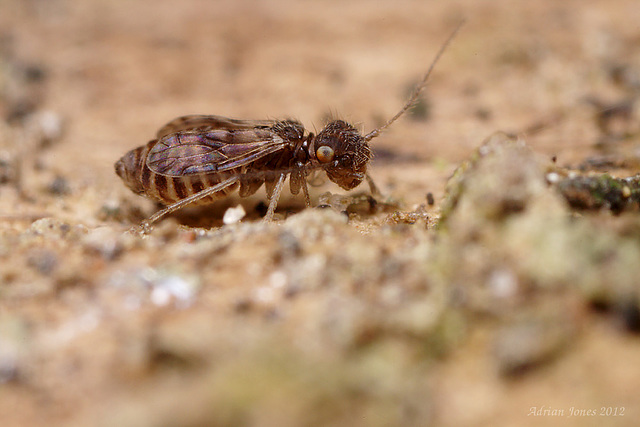 Barkfly