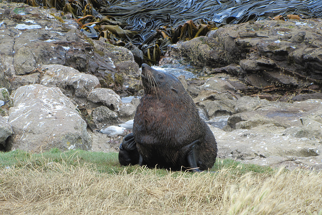 Dunedin, NZ, 19 Jan 2012