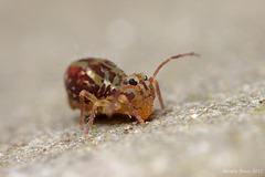 Dicyrtomina saundersi