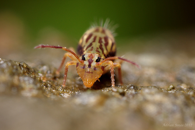 Dicyrtomina saundersi