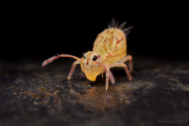 Dicyrtomina saundersi