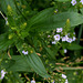 Veronica anagallis-aquatica