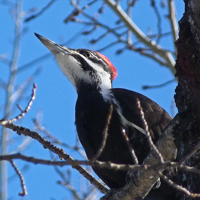 Pileated Woodpecker