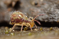 Dicyrtomina saundersi