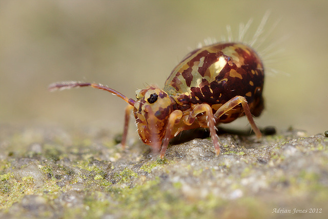 Dicyrtomina saundersi