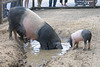Schwäbisch-Hällische Schweine (Wilhelma)