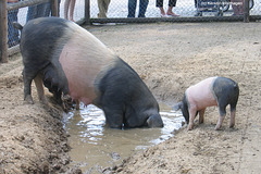 Schwäbisch-Hällische Schweine (Wilhelma)