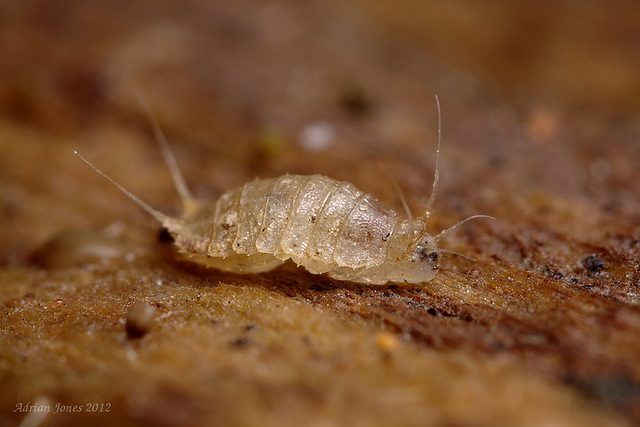 Lonchoptera sp. (Lonchopteridae).  A small fly larva.
