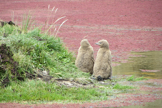 Dunedin, NZ, 19 Jan 2012