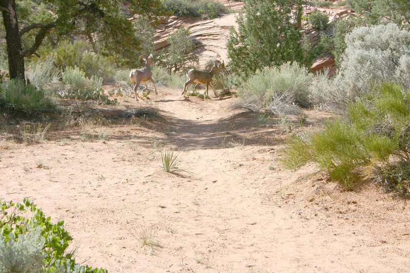 Bighorns, Zion