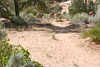 Bighorns, Zion