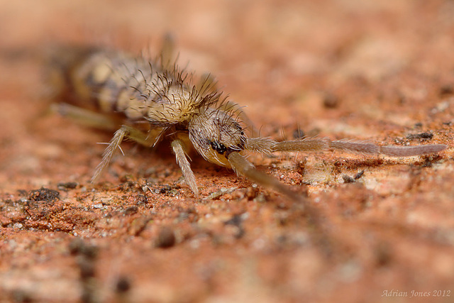 Entomobrya intermedia Entomobrya intermedia