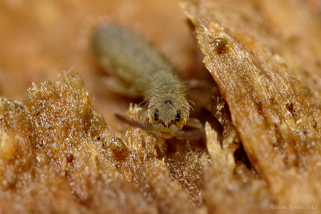 Isotoma viridis