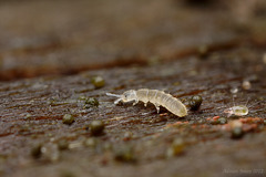 Folsomia sexoculata and Mite