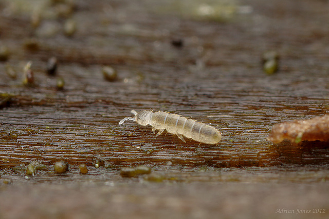 Folsomia sexoculata