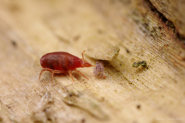 Mite feeding on Springtail?