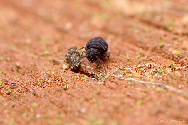 Sminthurinus niger