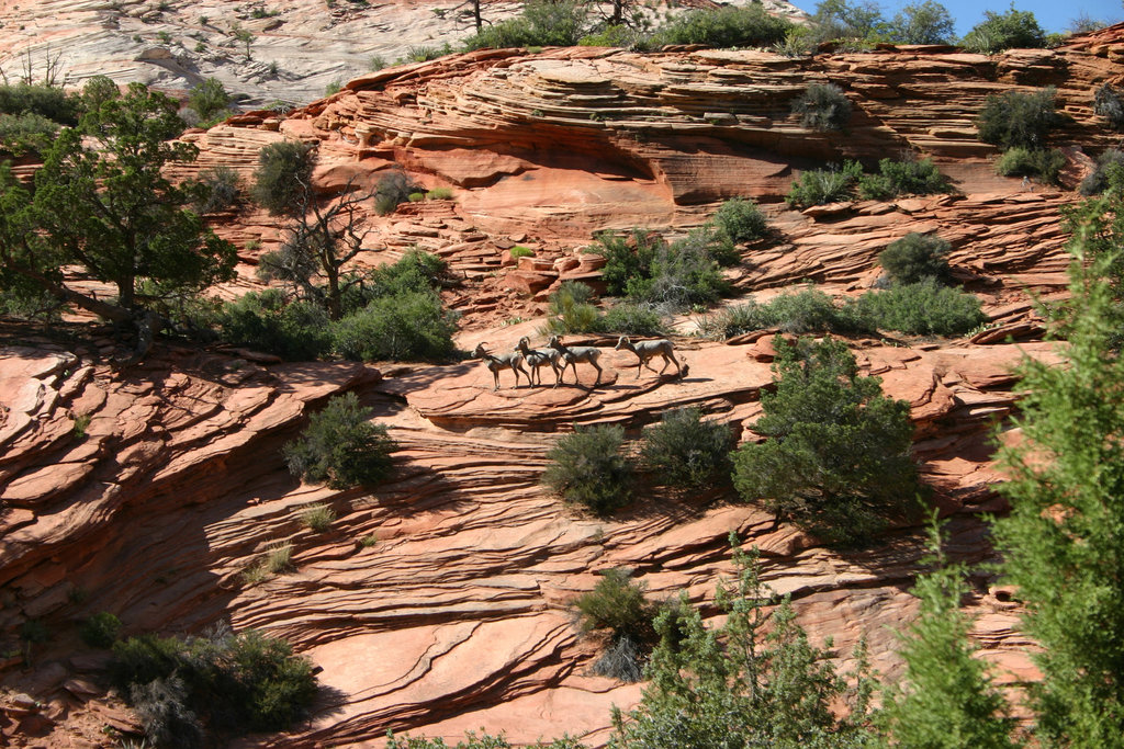 Bighorns, Zion