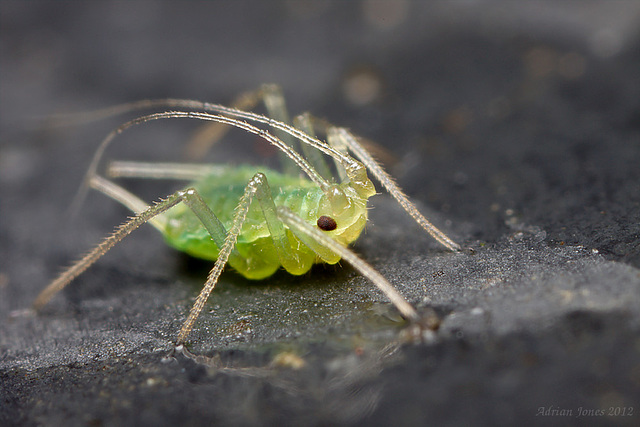 Aphid