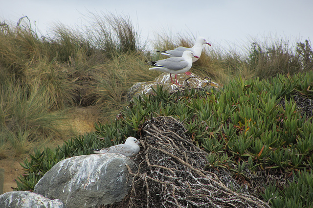 Dunedin, NZ, 19 Jan 2012