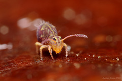 Dicyrtomina ornata