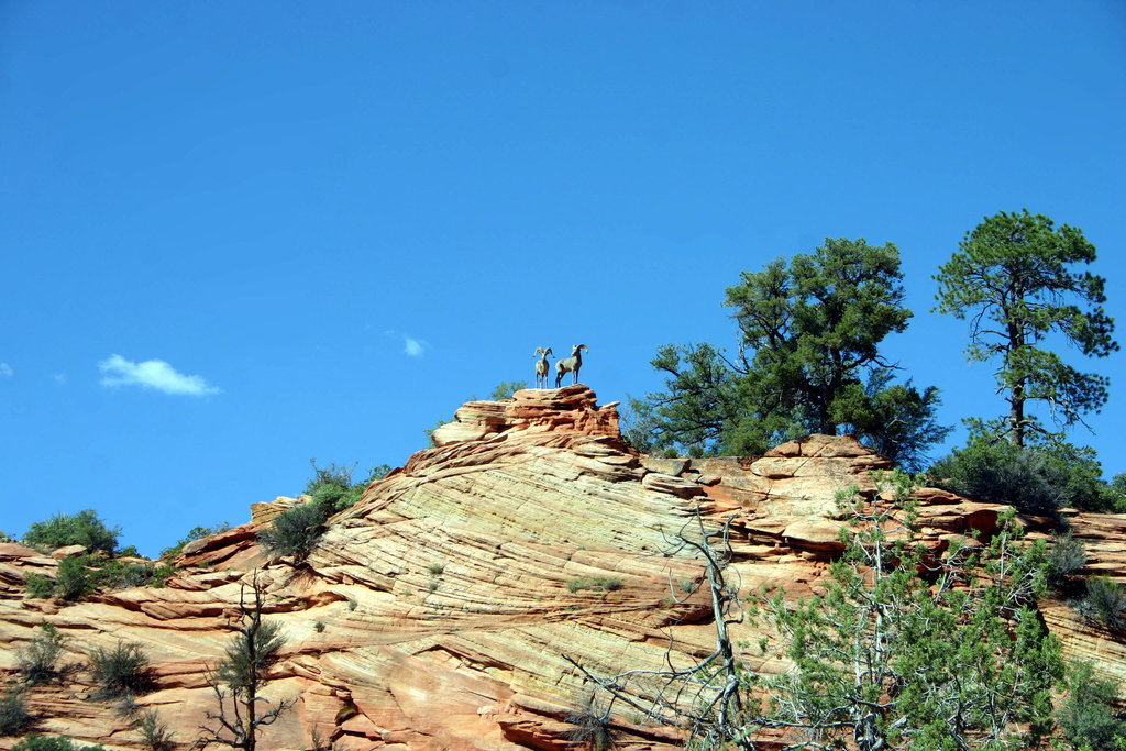 Bighorns, Zion