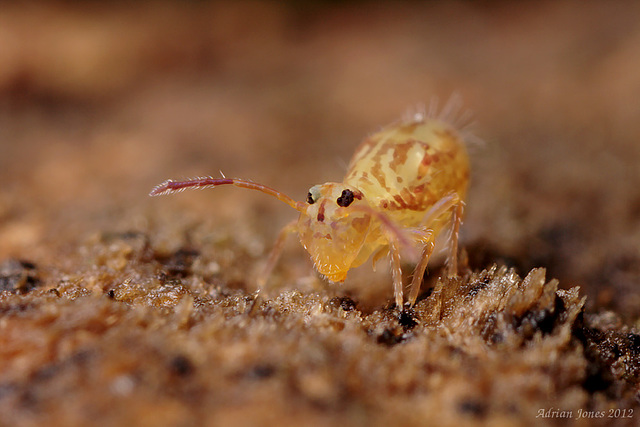 Dicyrtomina saundersi