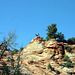 Bighorns, Zion