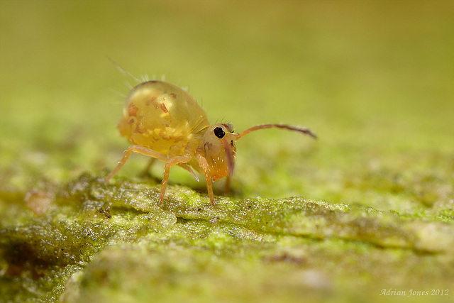 Dicyrtomina ornata